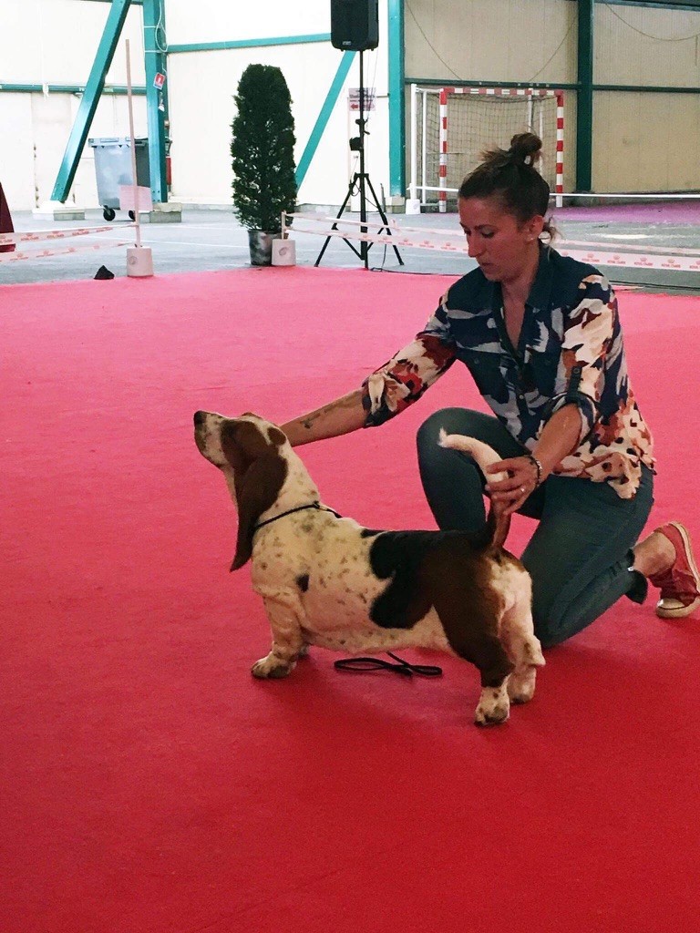 Du Cercle De Léma - Resultats exposition canine de châteauroux