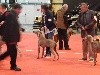  - Résultats de l'exposition canine de Châteauroux 2017