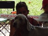  - Résultats: exposition canine Le Puy en Velay