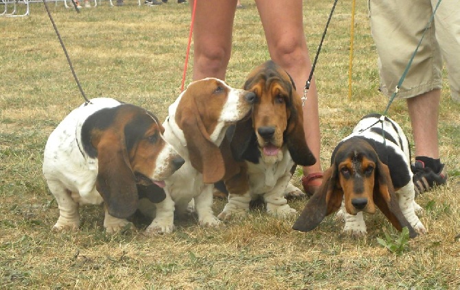 Du Cercle De Léma - photo de famille pour l'exposition canine de cressat