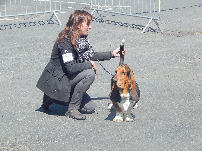 Du Cercle De Léma - Résultat expositon canine de Châteauroux