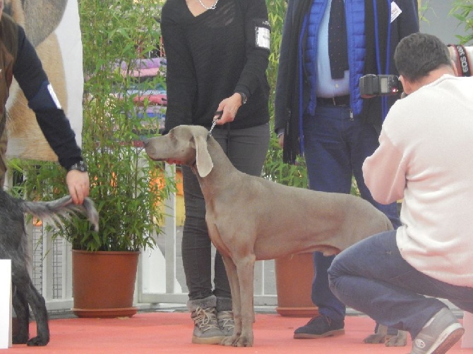 Du Cercle De Léma - BRAVO à LANCôme, exposition canine de Saint Etienne