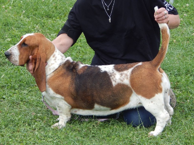 Du Cercle De Léma - Résultat expo canine Chatelguyon