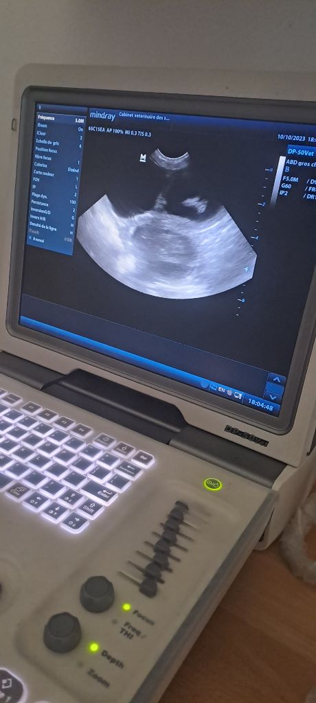 Du Cercle De Léma - Confirmation de gestation, notre Révo va être maman