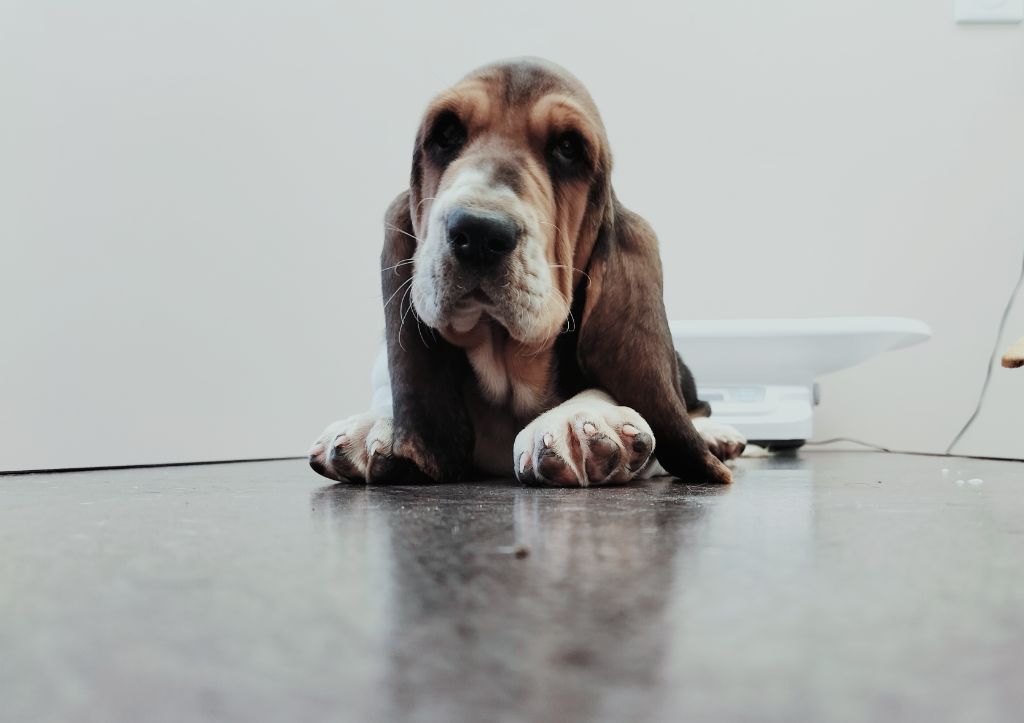 Du Cercle De Léma - Nos p'tits bassets sont disponibles dès à présent 