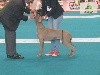 - Résultats Exposition canine de Châteauroux