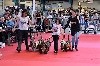  - Résultats de l'exposition canine de Limoges