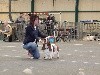 - Résultats de l'exposition canine de Châteauroux 2017