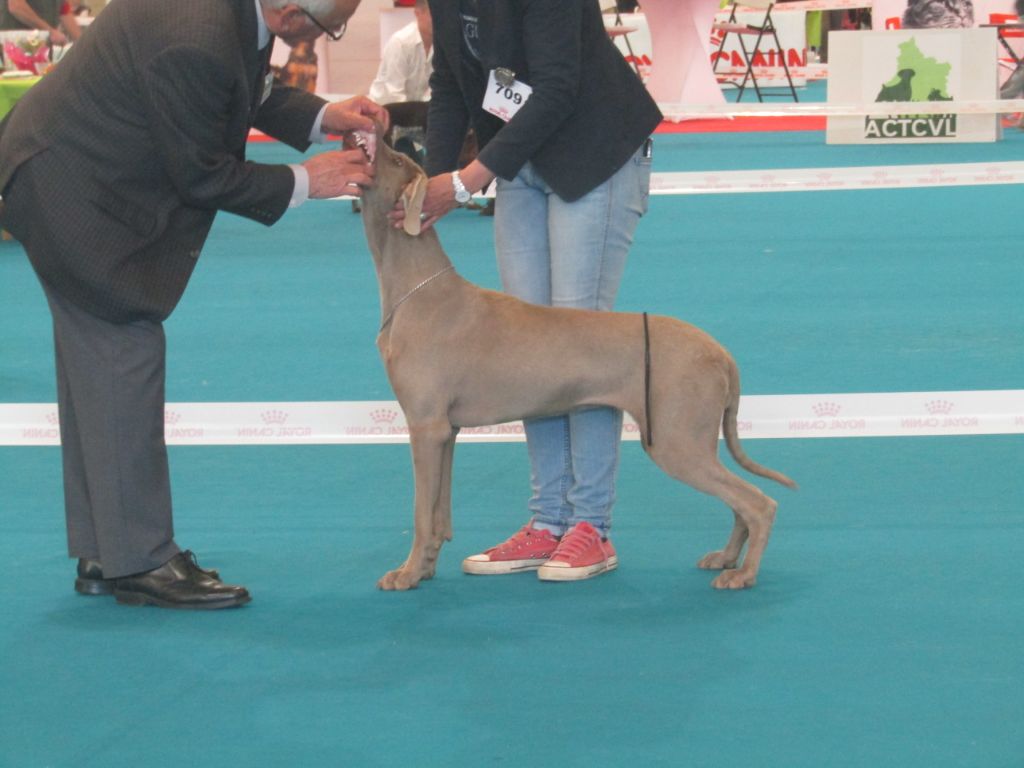 Du Cercle De Léma - Résultats Exposition canine de Châteauroux