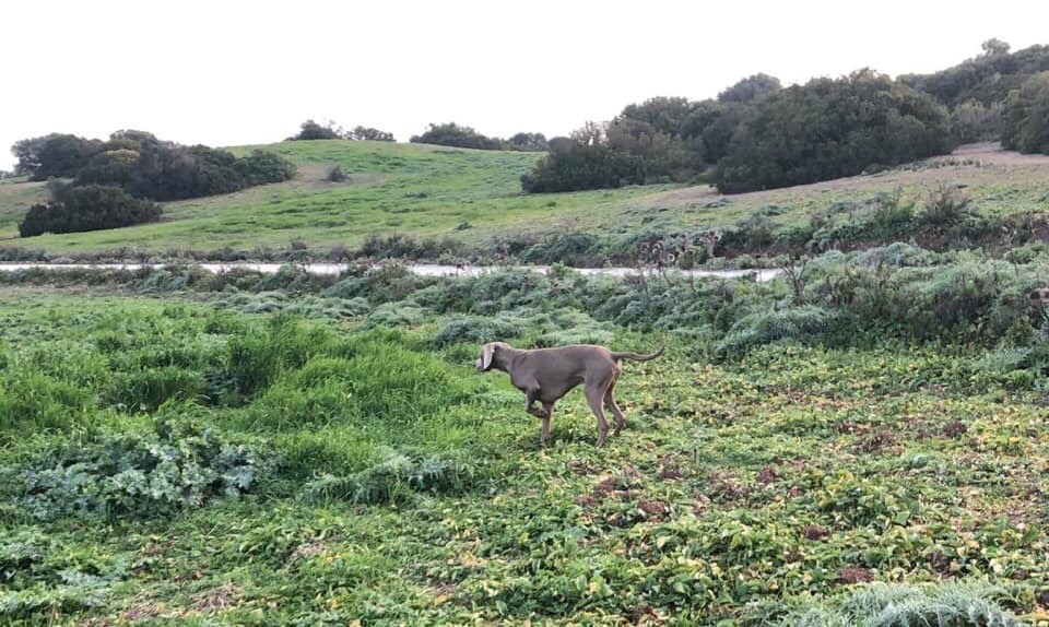 Du Cercle De Léma - Macassar: entraînement sur perdrix (Andalousie 2019)