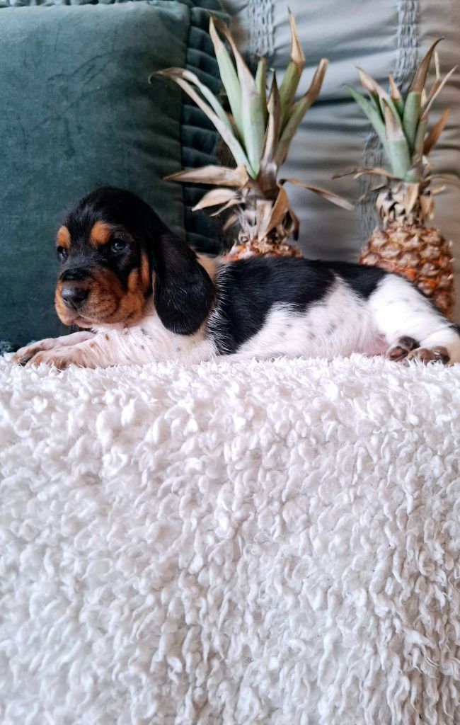 Du Cercle De Léma - Chiot disponible  - Basset Hound