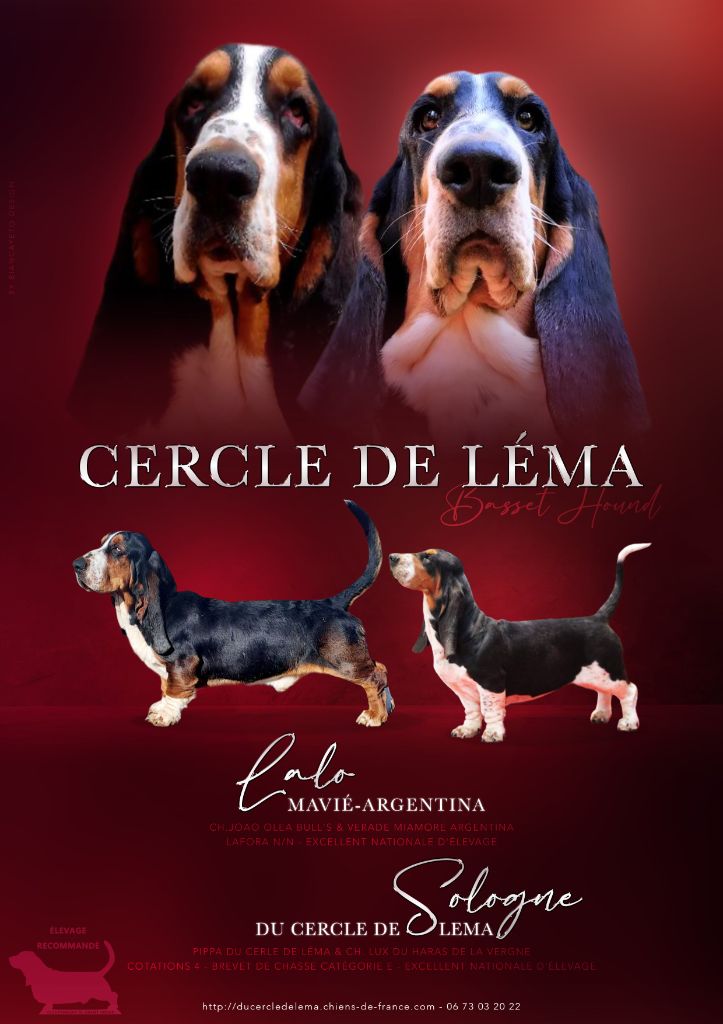 chiot Basset Hound Du Cercle De Léma