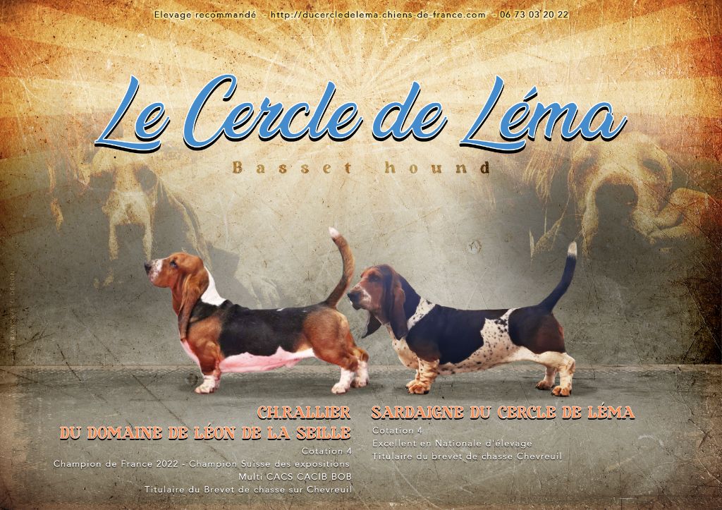 Du Cercle De Léma - Chiot disponible  - Basset Hound