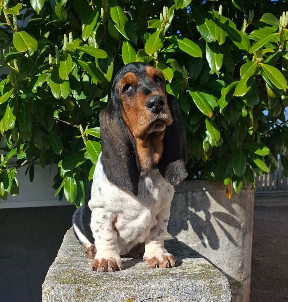 Du Cercle De Léma - Chiot disponible  - Basset Hound