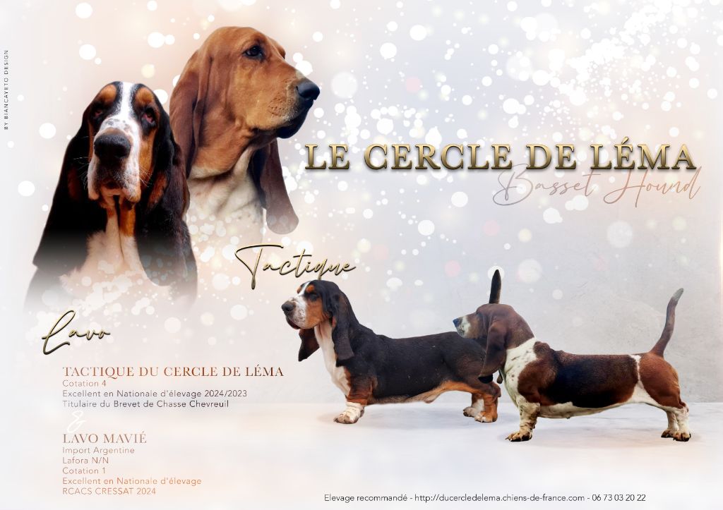 chiot Basset Hound Du Cercle De Léma