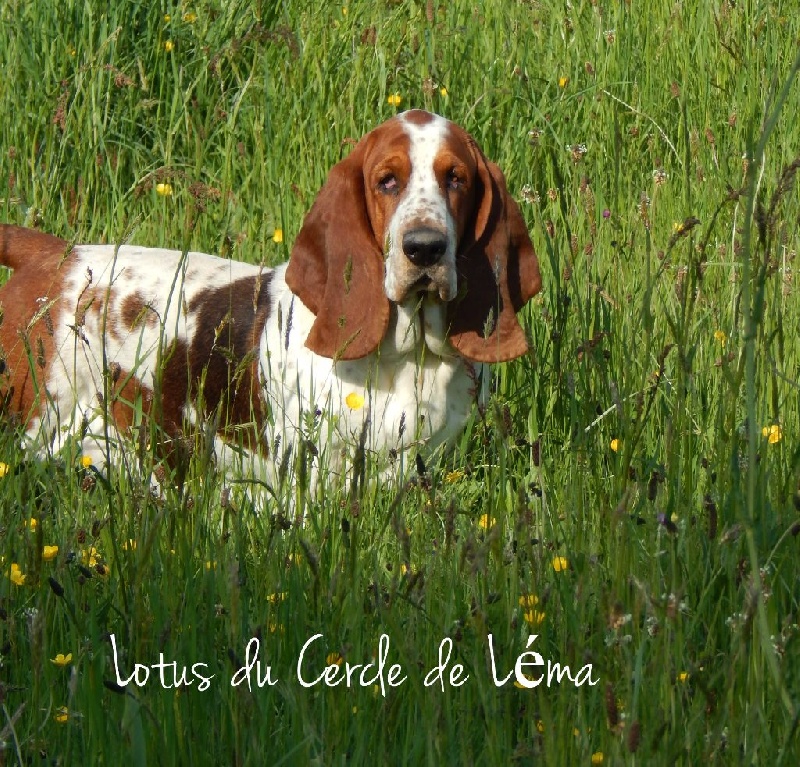CH. Lotus Du Cercle De Léma
