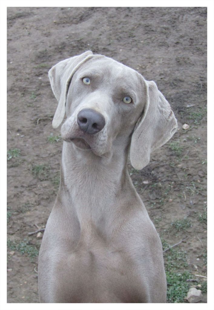 No it's just bonnie Du Cercle De Léma