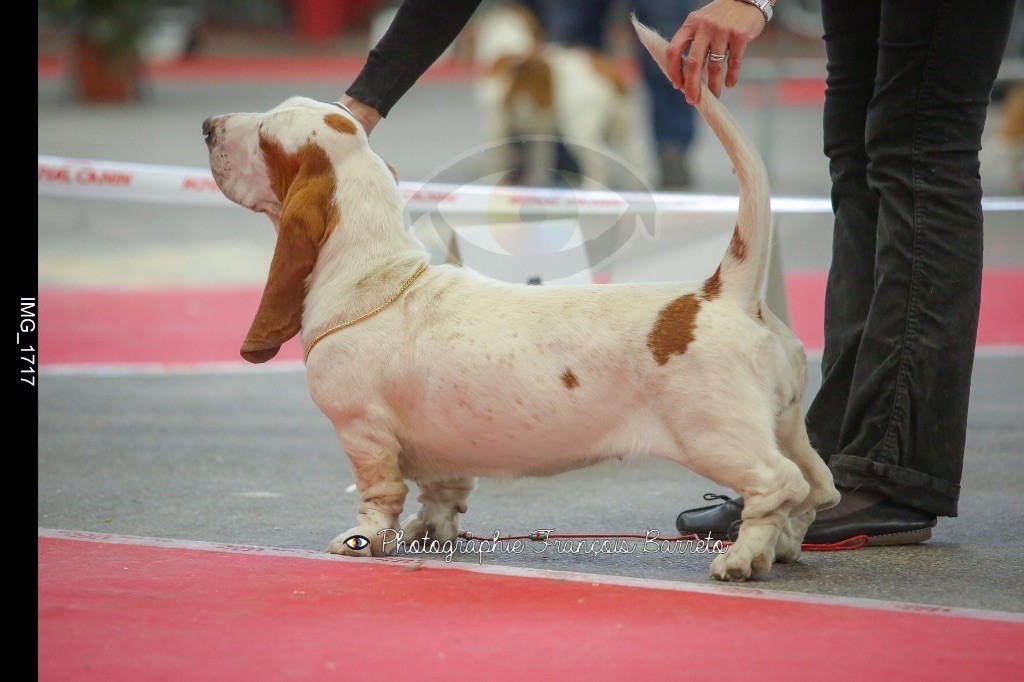 newdown bassets Chiara road