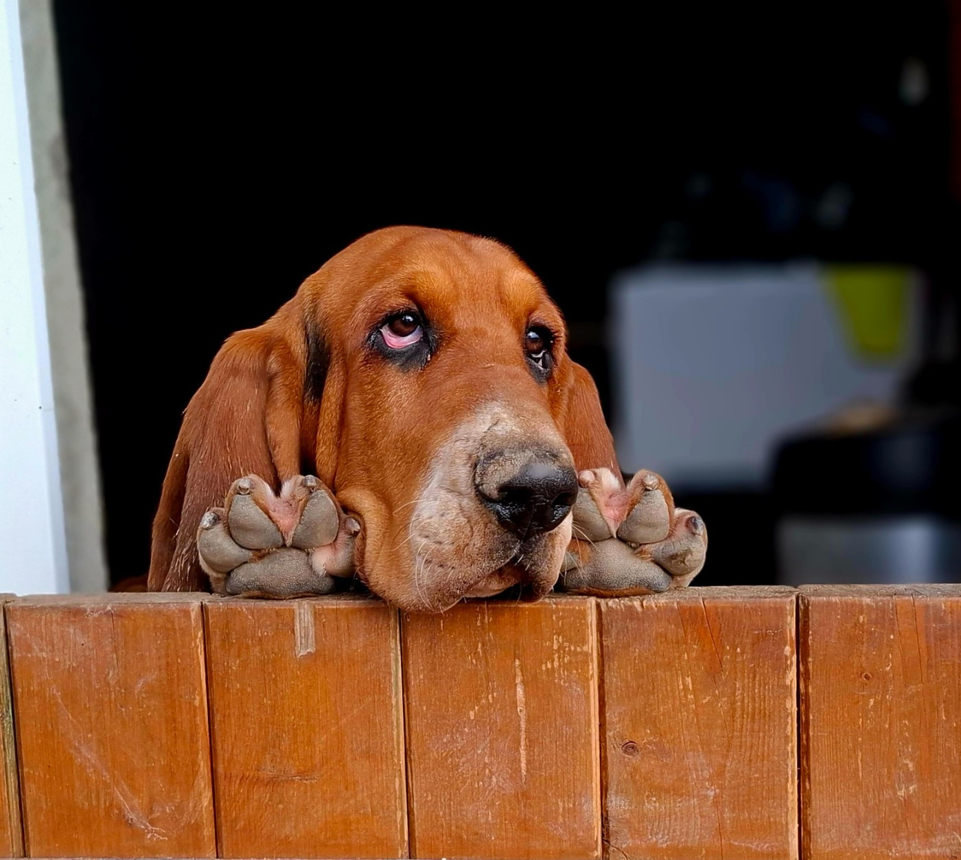 Apologie Du Cercle De Léma