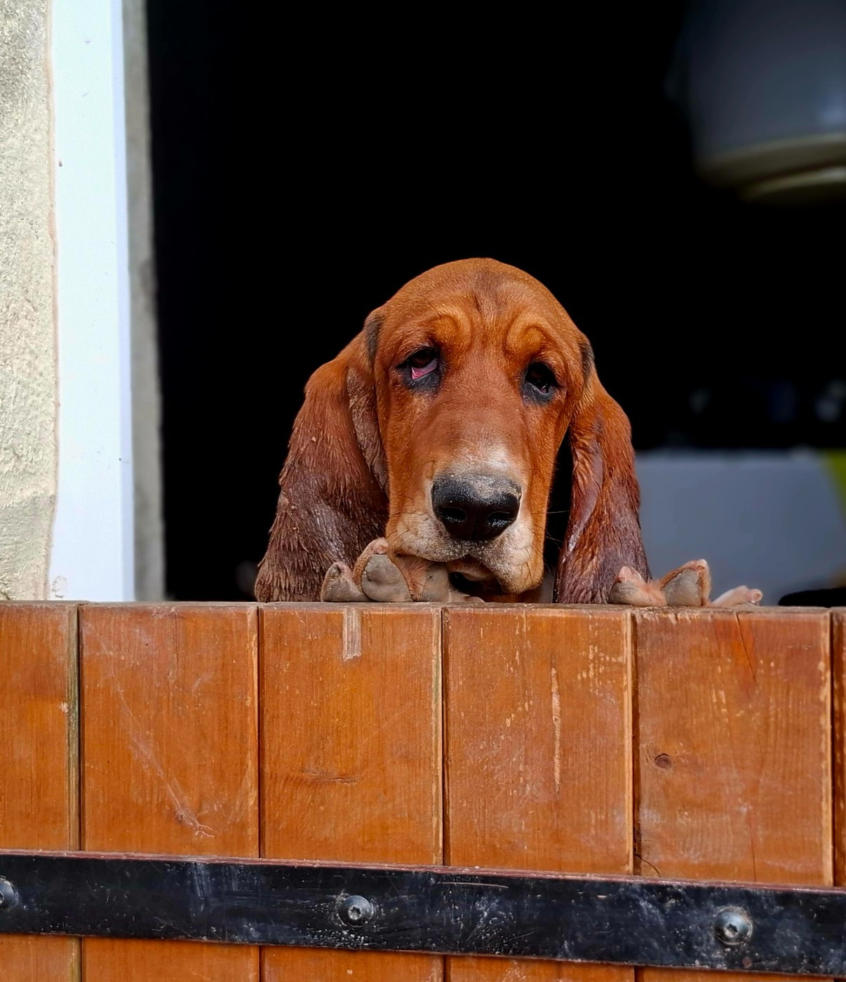 Alouette Du Cercle De Léma