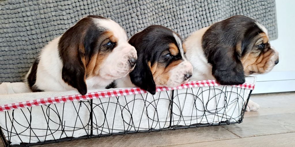 Du Cercle De Léma - Des p'tits Hounds disponibles