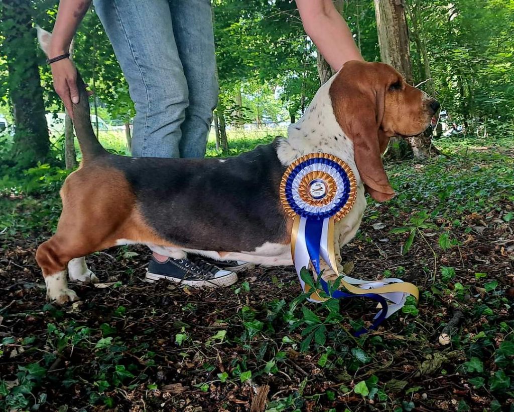Du Cercle De Léma - Championnat de France 2023 à Dijon. Belle performance de nos bassets!