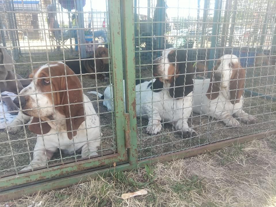 Du Cercle De Léma - Résultats Exposition canine de Châtel Guyon