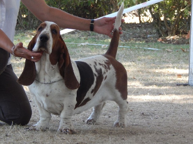 Du Cercle De Léma - Résultats: exposition canine de BRIVE le 14/08/16