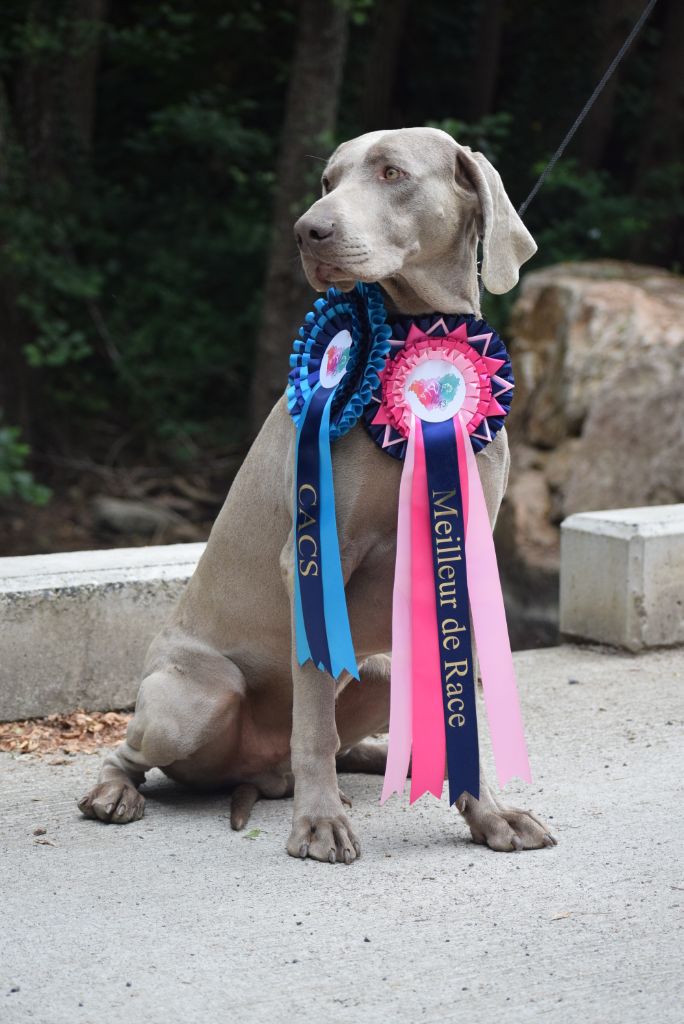 Résultats Exposition canine de beauté de Vorey sur Arzon (Haute Loire)