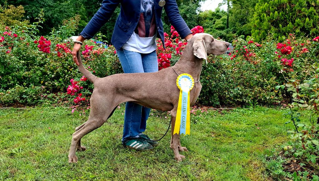 Résultats de nos weim's : Dogshow Dompierre le 14/09/25