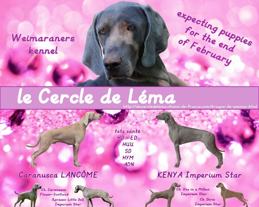 Du Cercle De Léma - Nos petits weim's bientôt là...