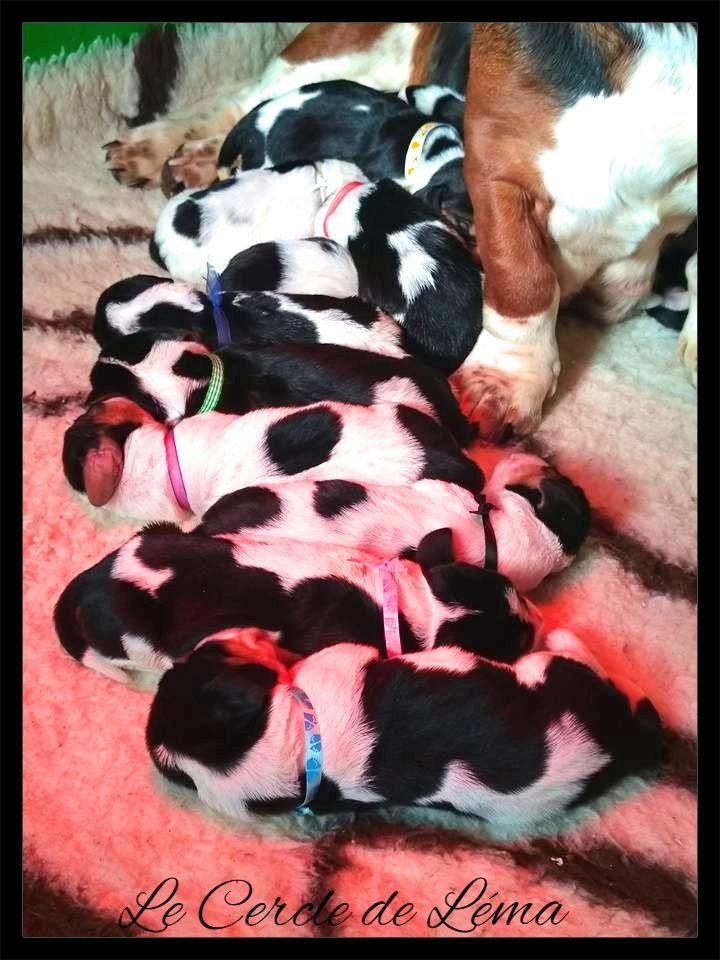 Du Cercle De Léma - Des bébés pour début mai