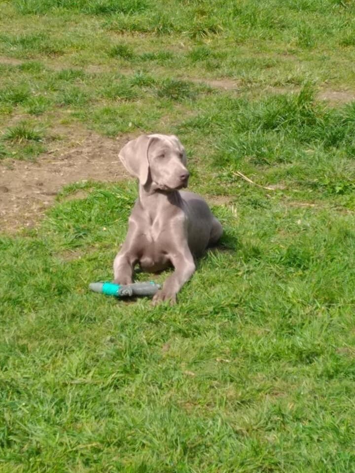 Du Cercle De Léma - Résultat exposition canine de Châteauroux 