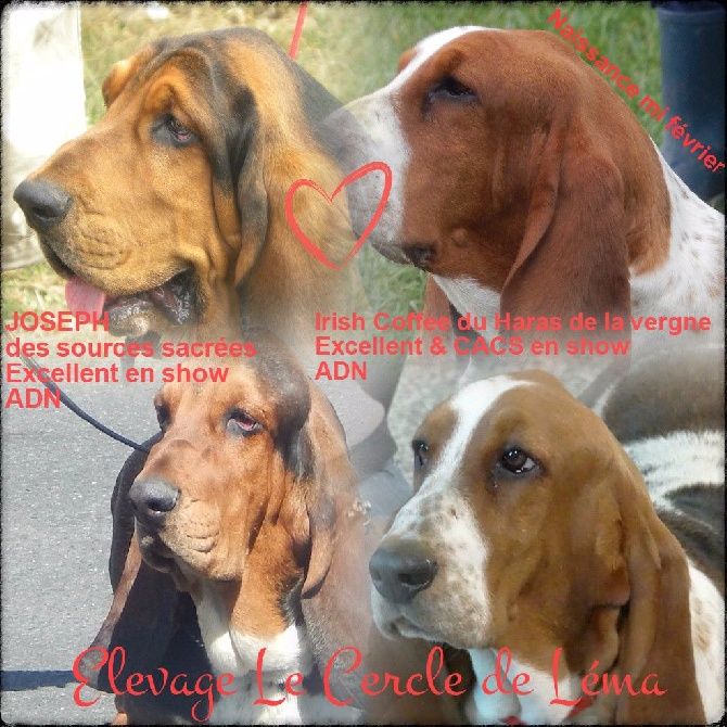 Du Cercle De Léma - Carnet rose: DES BÉBÉS HOUND POUR FEVRIER