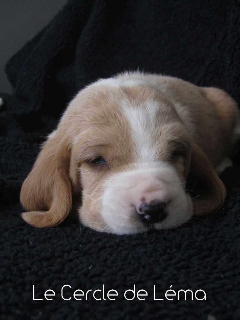 Du Cercle De Léma - Vidéo: fan de nos p'tit Bassets