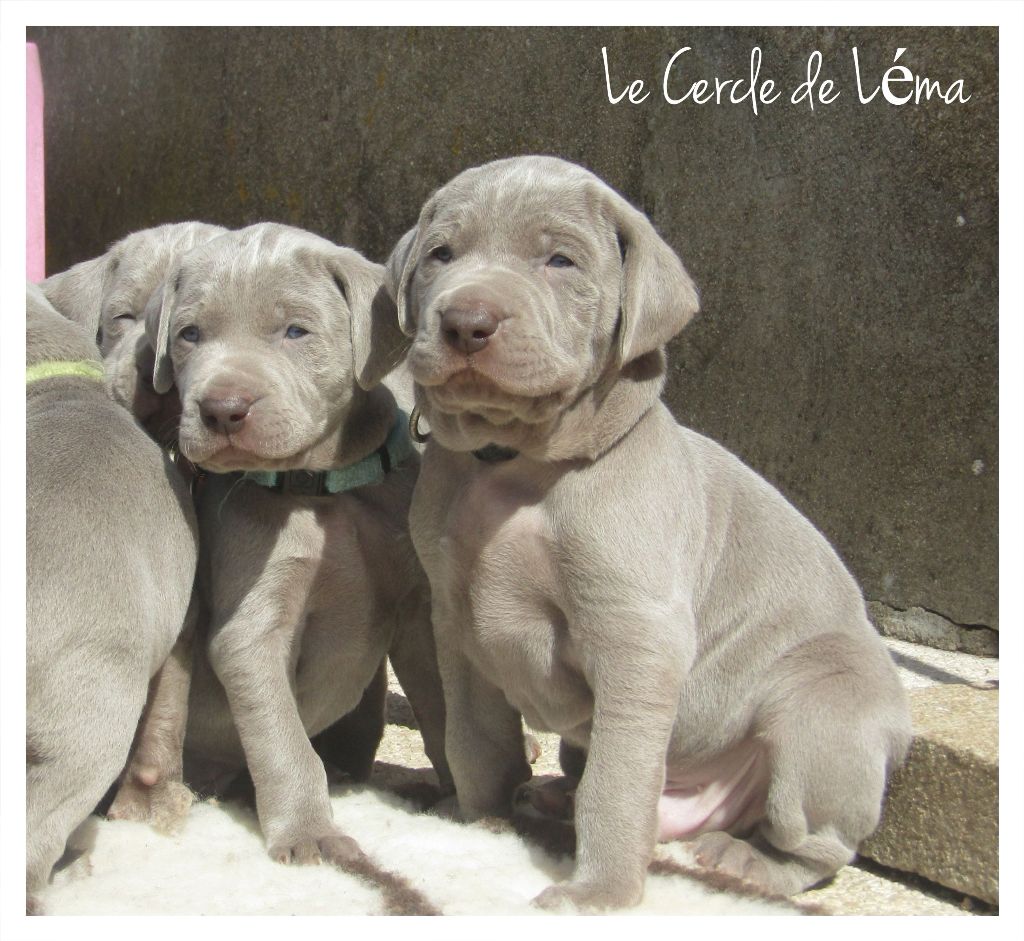 Du Cercle De Léma - Vidéo: 4 semaines pour les petits Z'amours...