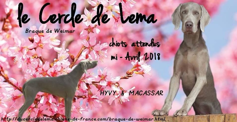 Du Cercle De Léma - Vidéo: Les bébés de Macassar & Hyvy sont là...