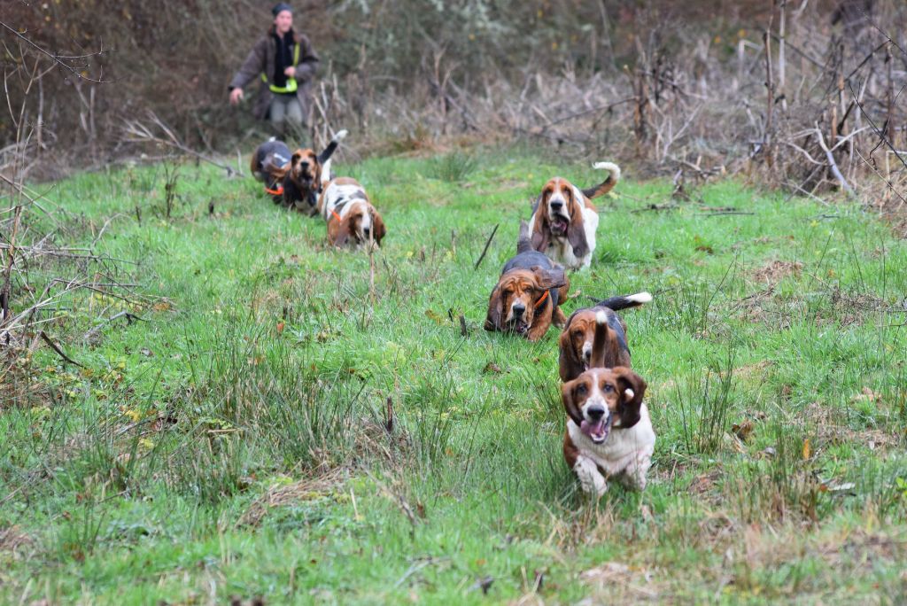 Du Cercle De Léma - Vidéo: Nos bassets dans l'action...