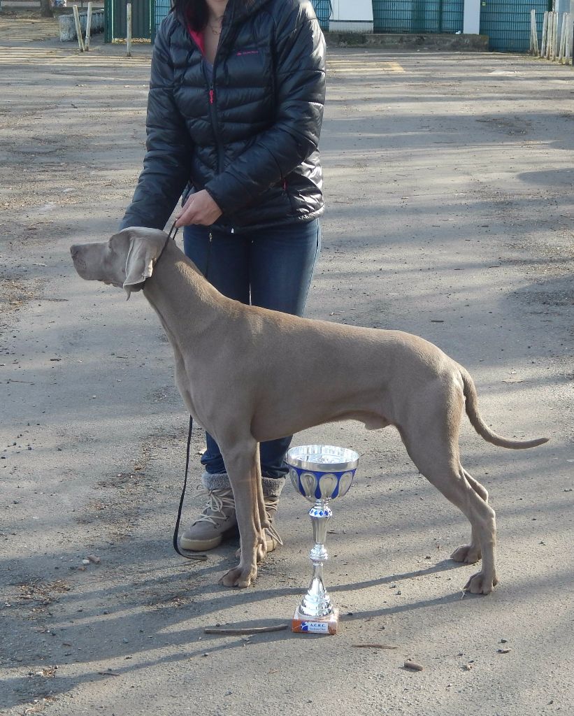 Du Cercle De Léma - Résultats Exposition canine de Bourges le 25/02/17