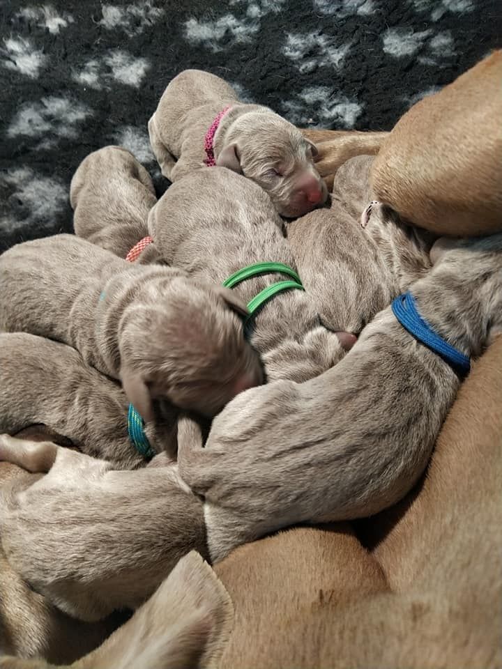 Du Cercle De Léma - Nos bébés sont là....