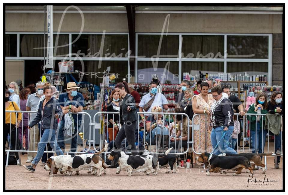 Du Cercle De Léma - Nos bassets à l'exposition de Châtel Guyon