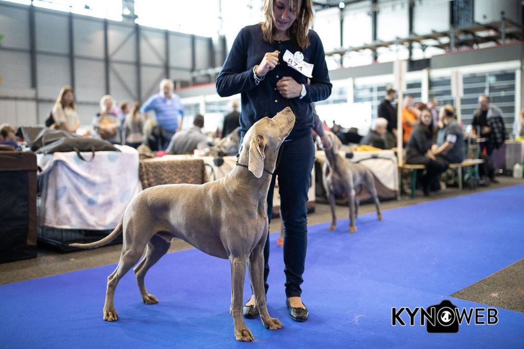 Du Cercle De Léma - Nos résultats: DOG SHOW GENEVE SUISSE