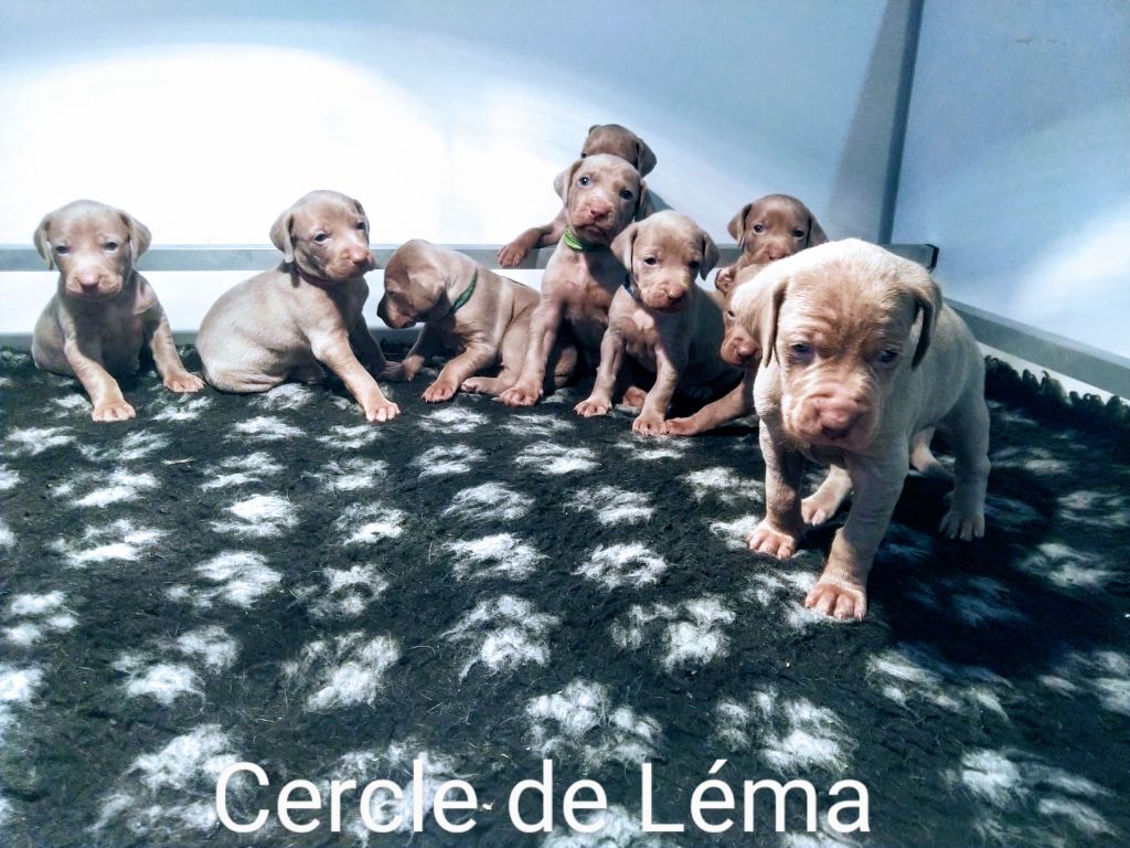 Du Cercle De Léma - Nos bébés !