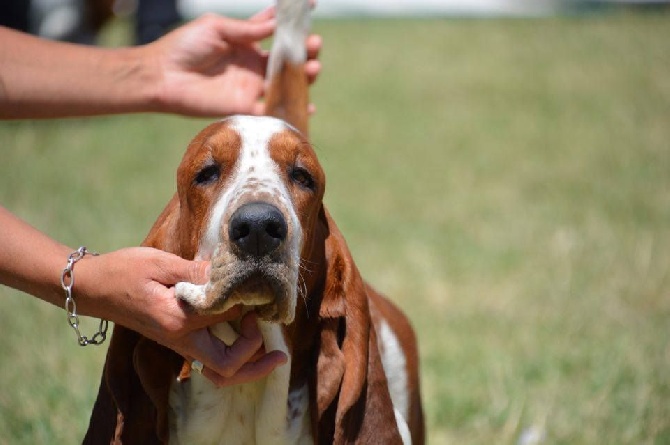 Du Cercle De Léma - Résultats Exposition canine de Chatelguyon 07/08/16