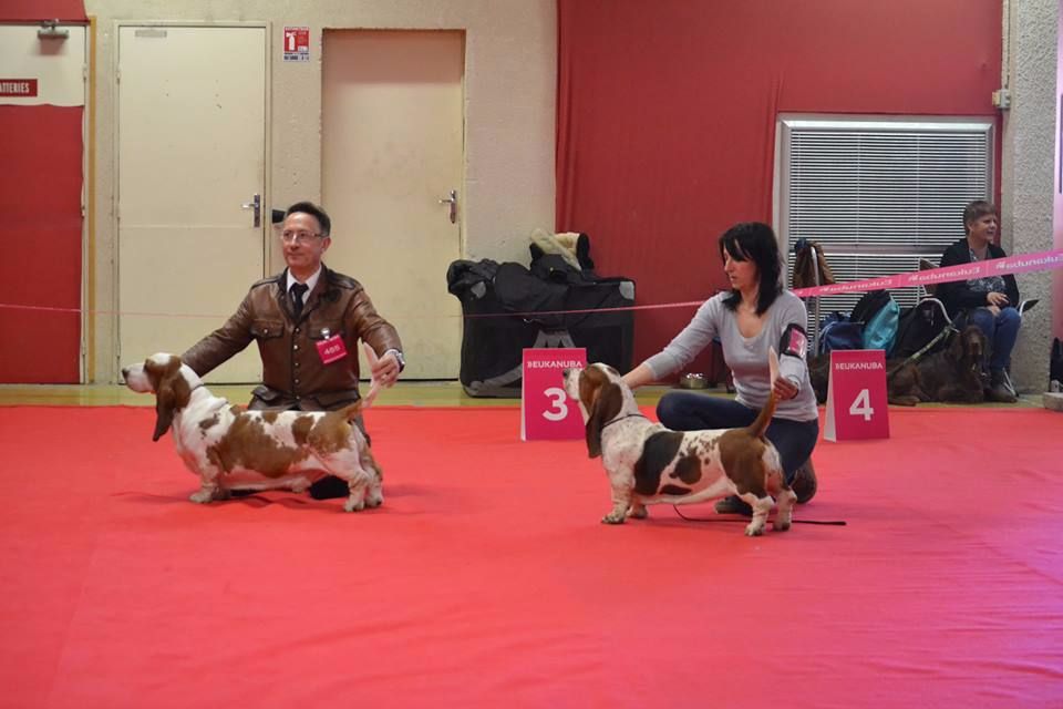 Du Cercle De Léma - Résultats Exposition canine de Bourges le 25/02/17