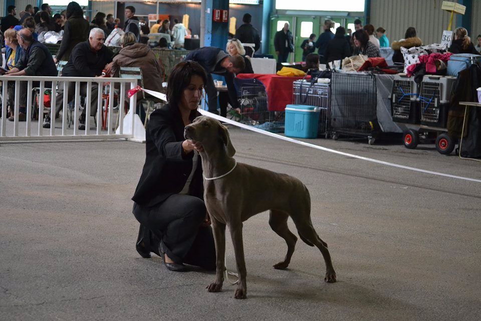Du Cercle De Léma - Résultats de l'exposition canine de Montluçon