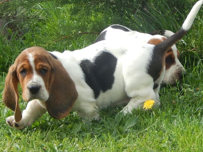 Du Cercle De Léma - chiot mâle de 2 mois disponible de suite.