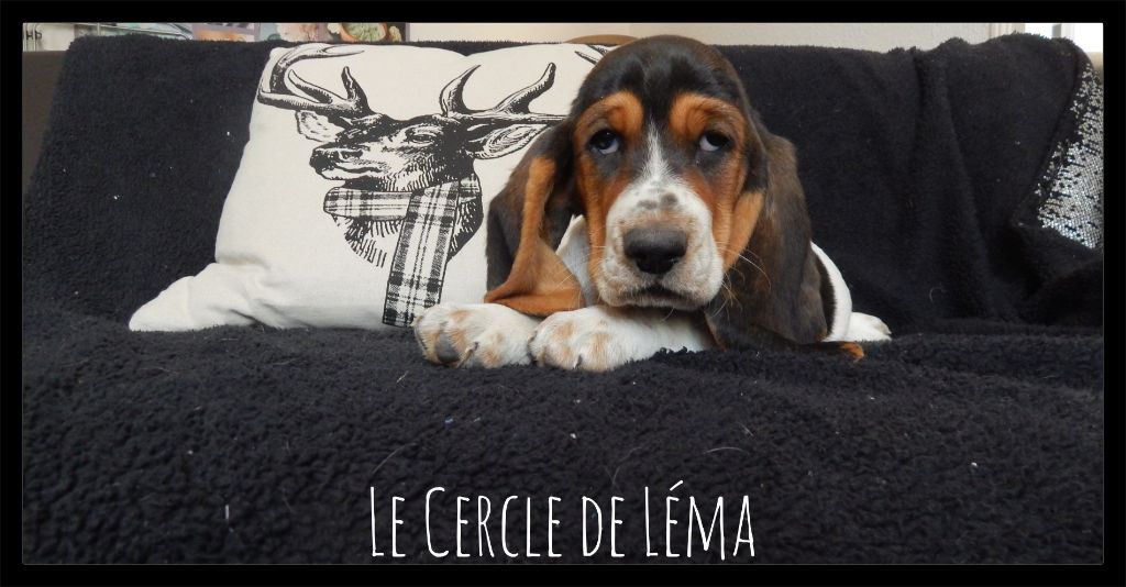 Du Cercle De Léma - Nos bébés sont disponibles