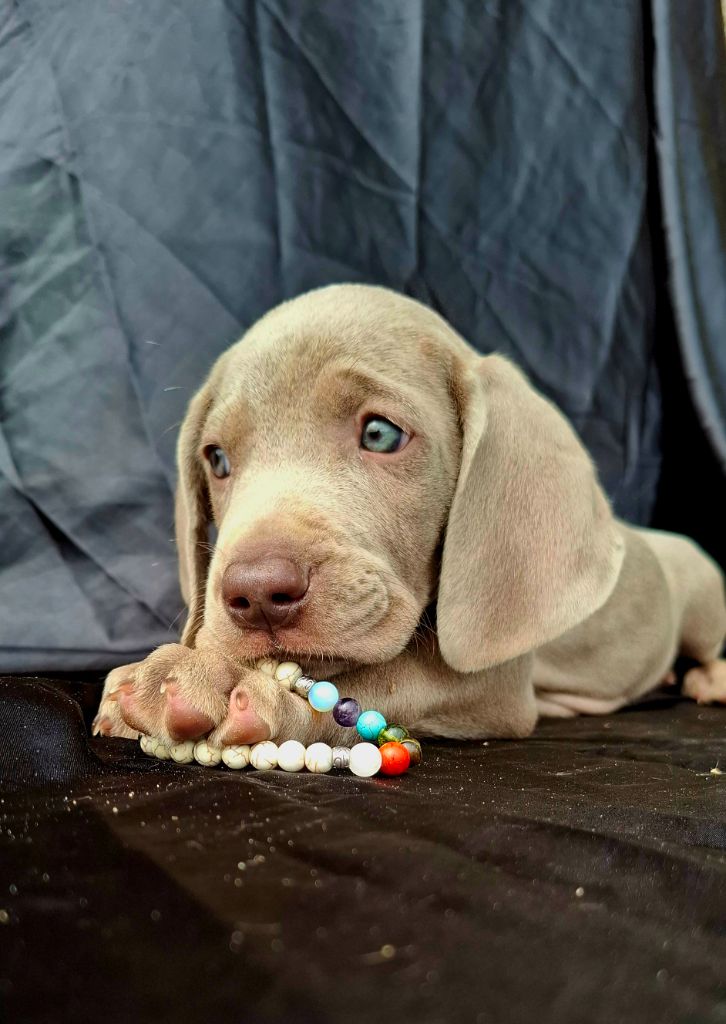 Du Cercle De Léma - Chiots disponibles - Braque de Weimar