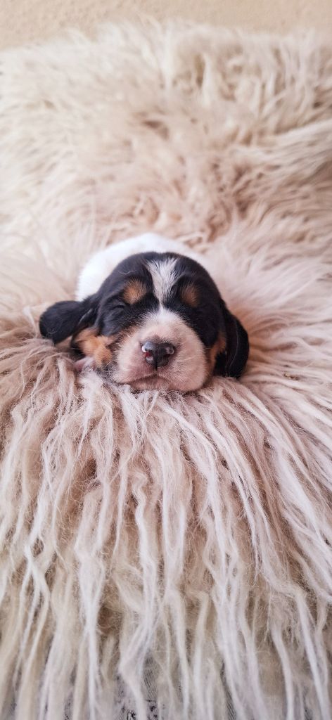 Du Cercle De Léma - Chiots disponibles - Basset Hound